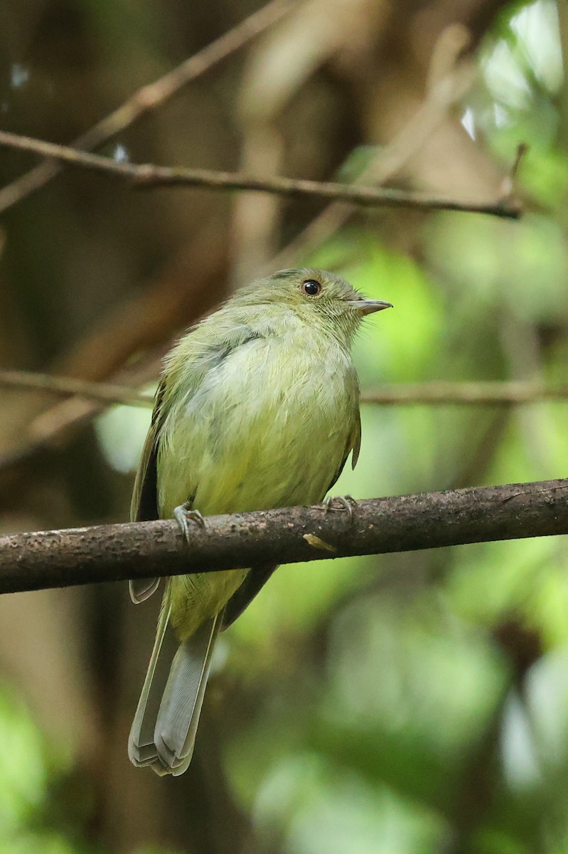 gullkronetyrakin - ML644676936