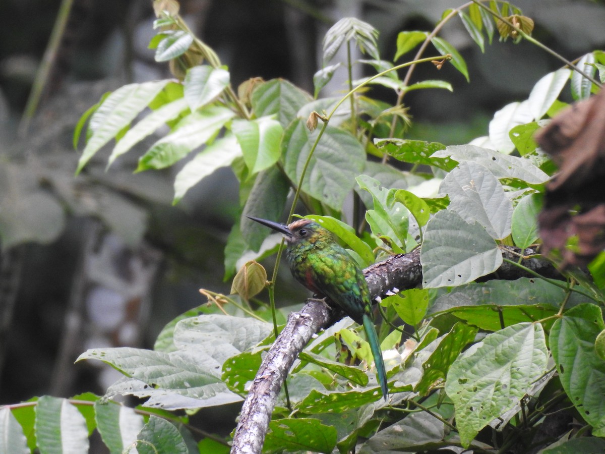 White-chinned Jacamar - ML644676937