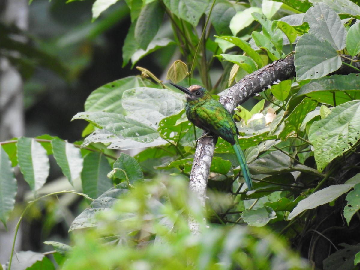 White-chinned Jacamar - ML644676938