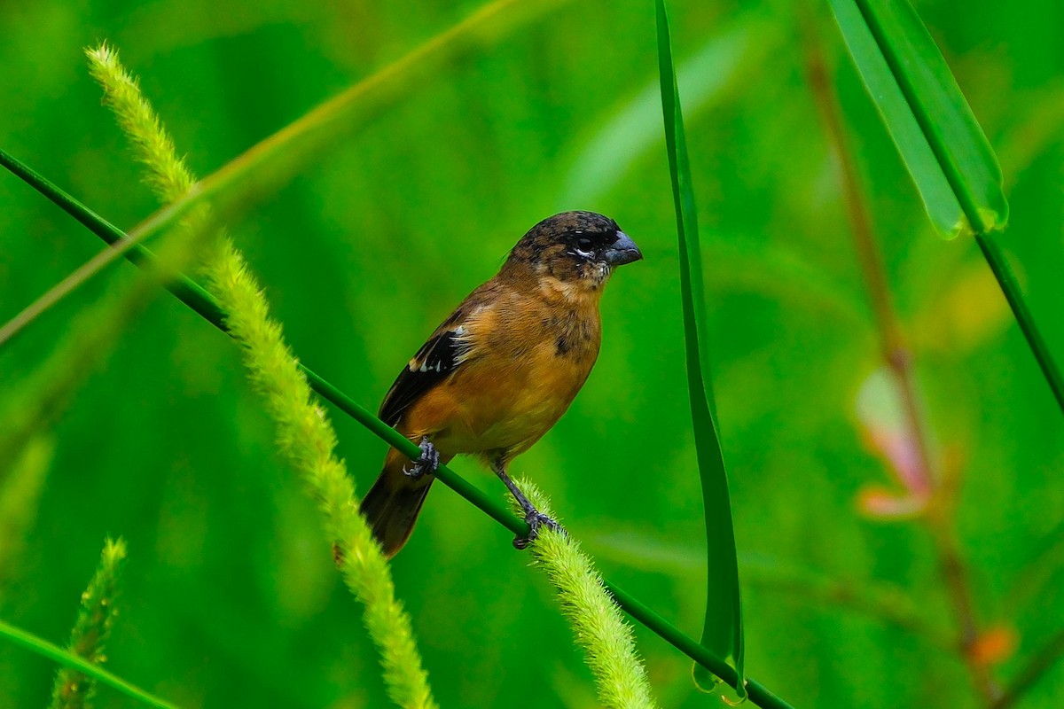 Morelet Tohumculu - ML644676940