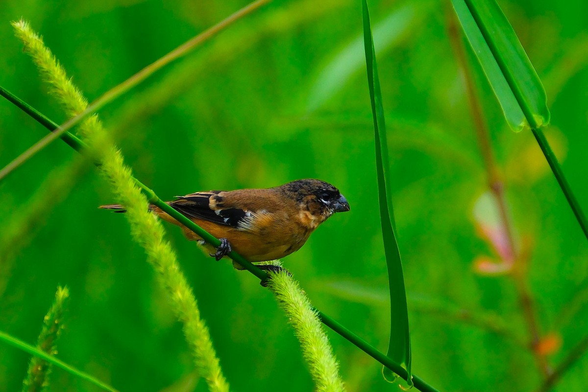 Morelet Tohumculu - ML644676941