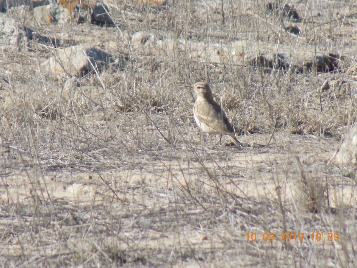 Common Miner - ML644676943