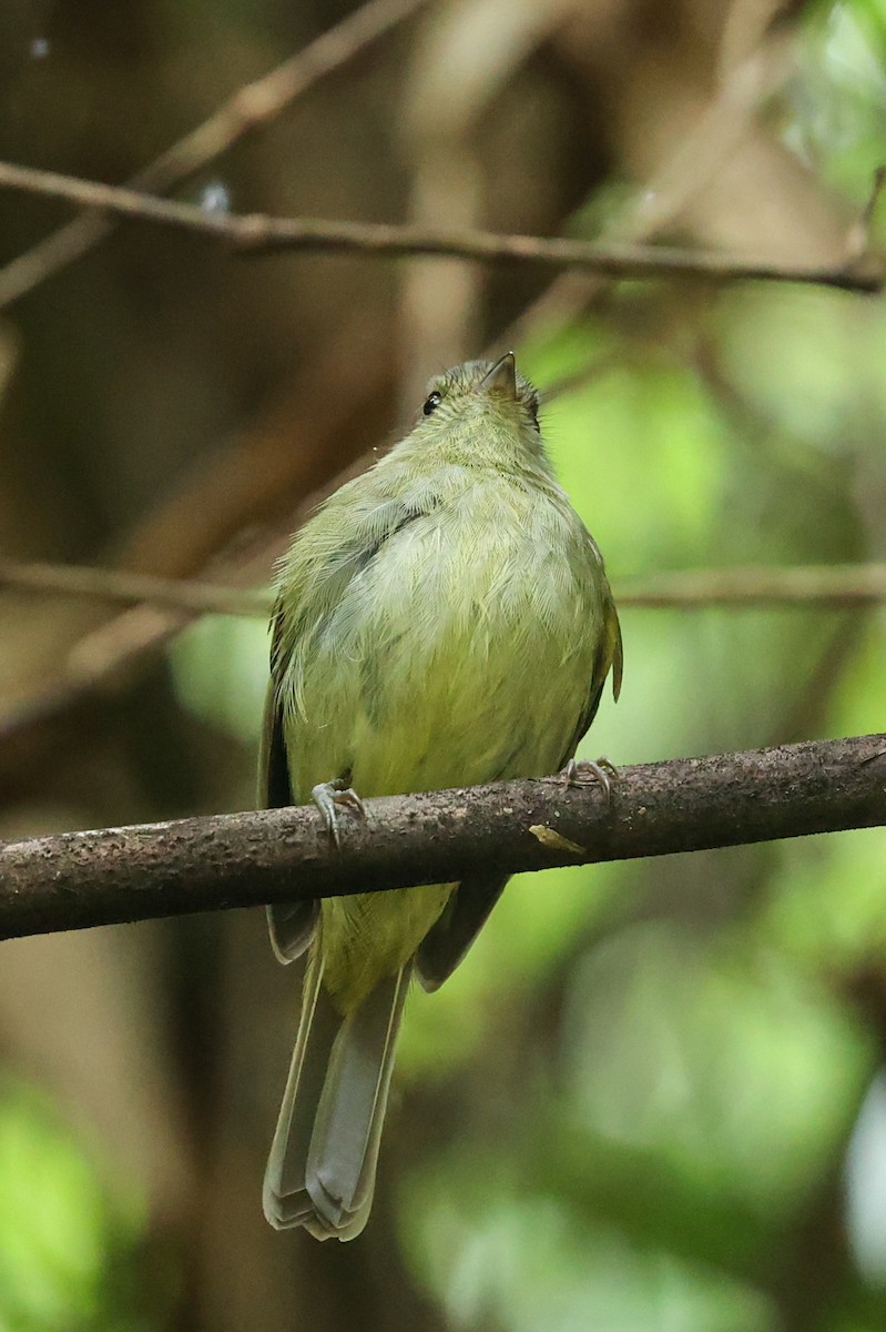 gullkronetyrakin - ML644676944