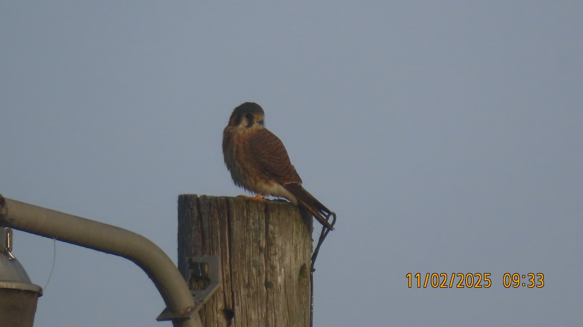 Воробьиная пустельга - ML644676945