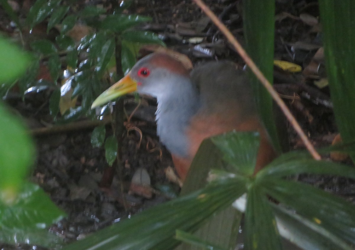 Russet-naped Wood-Rail - ML644676946