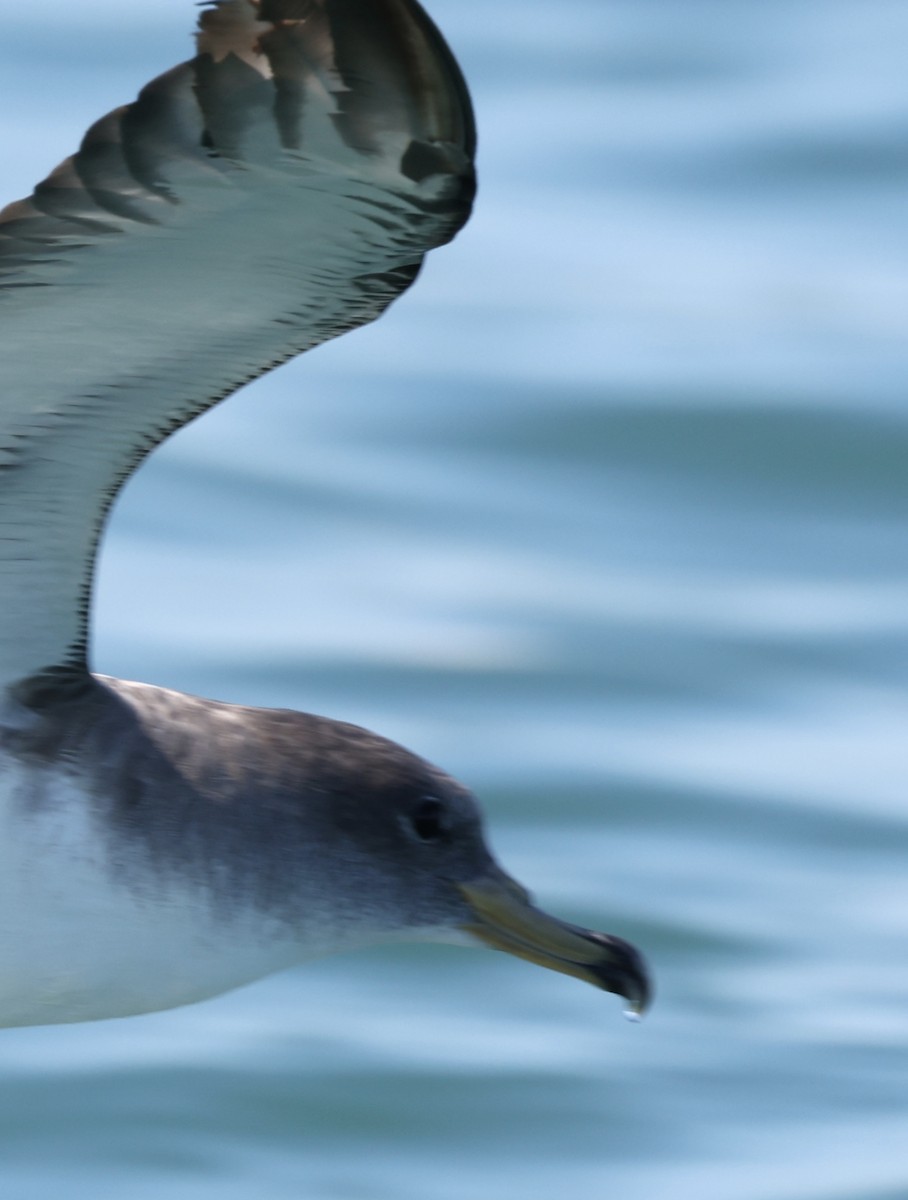 buřňák atlantský/šedý - ML644676950