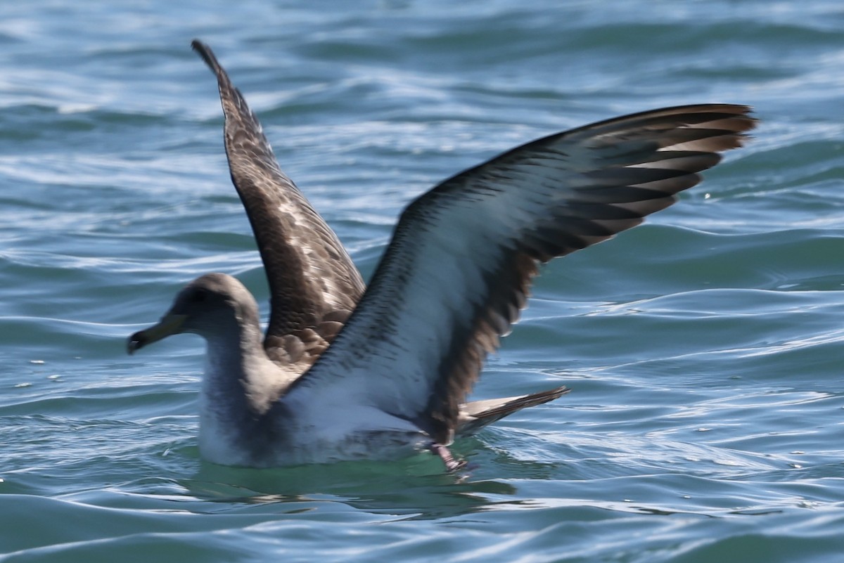 buřňák atlantský/šedý - ML644676951