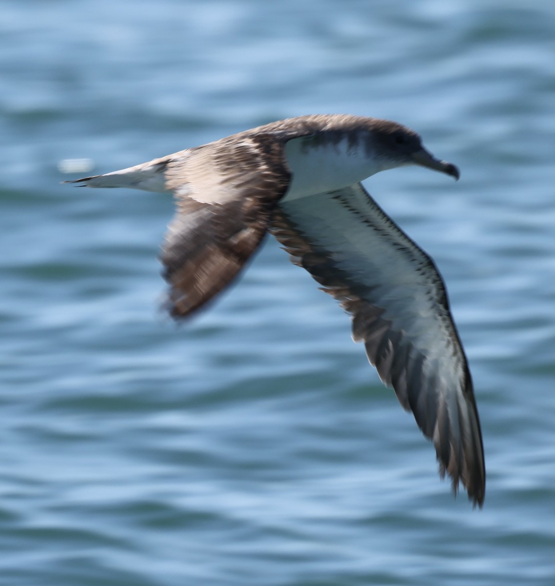 buřňák atlantský/šedý - ML644676952