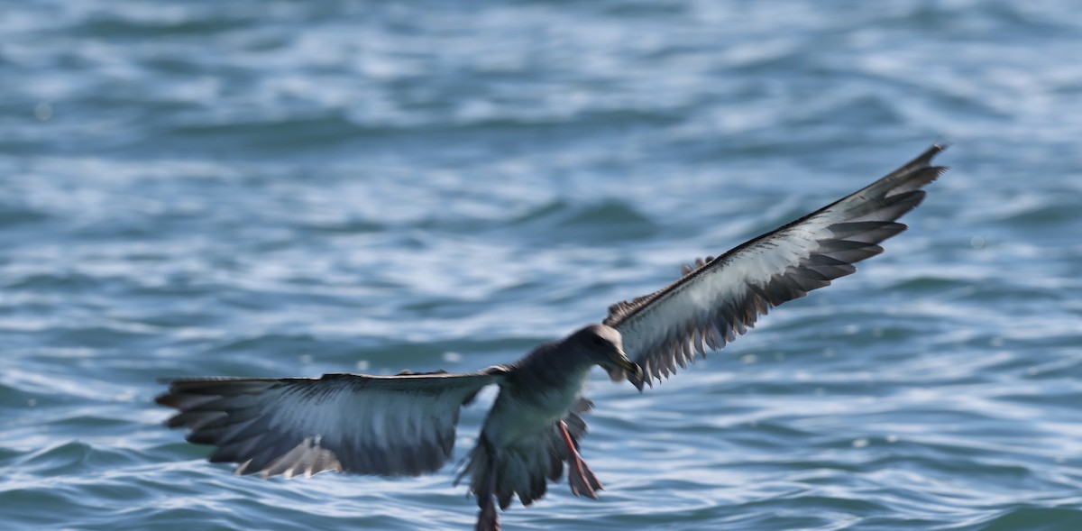 buřňák atlantský/šedý - ML644676953