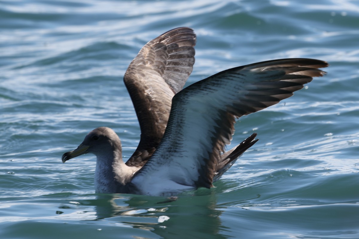 buřňák atlantský/šedý - ML644676954