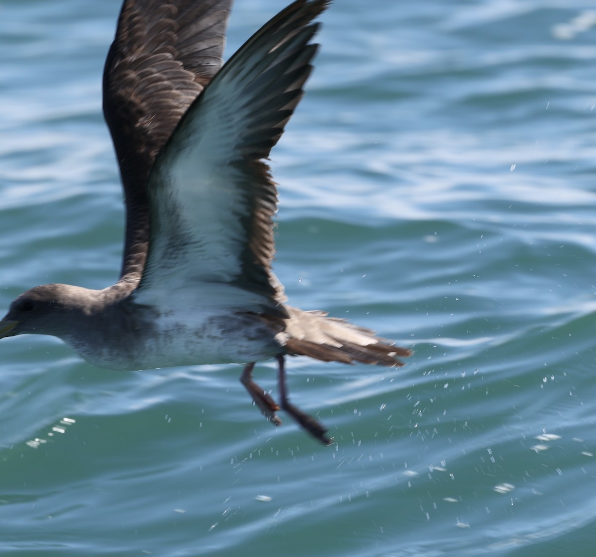 buřňák atlantský/šedý - ML644676955