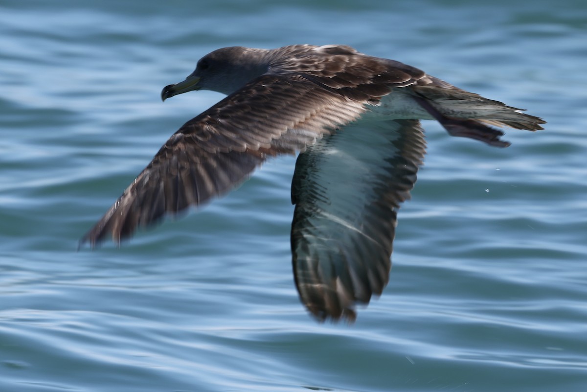 buřňák atlantský/šedý - ML644676956