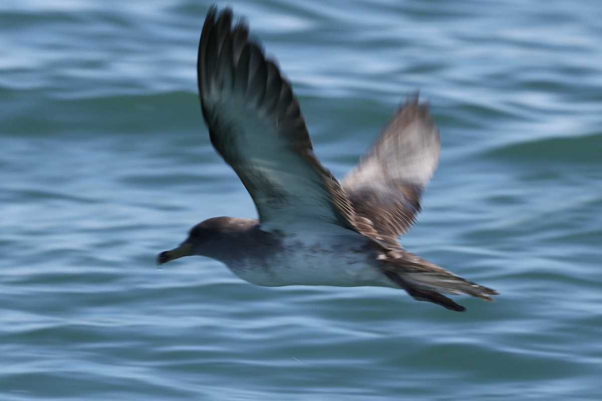 buřňák atlantský/šedý - ML644676957