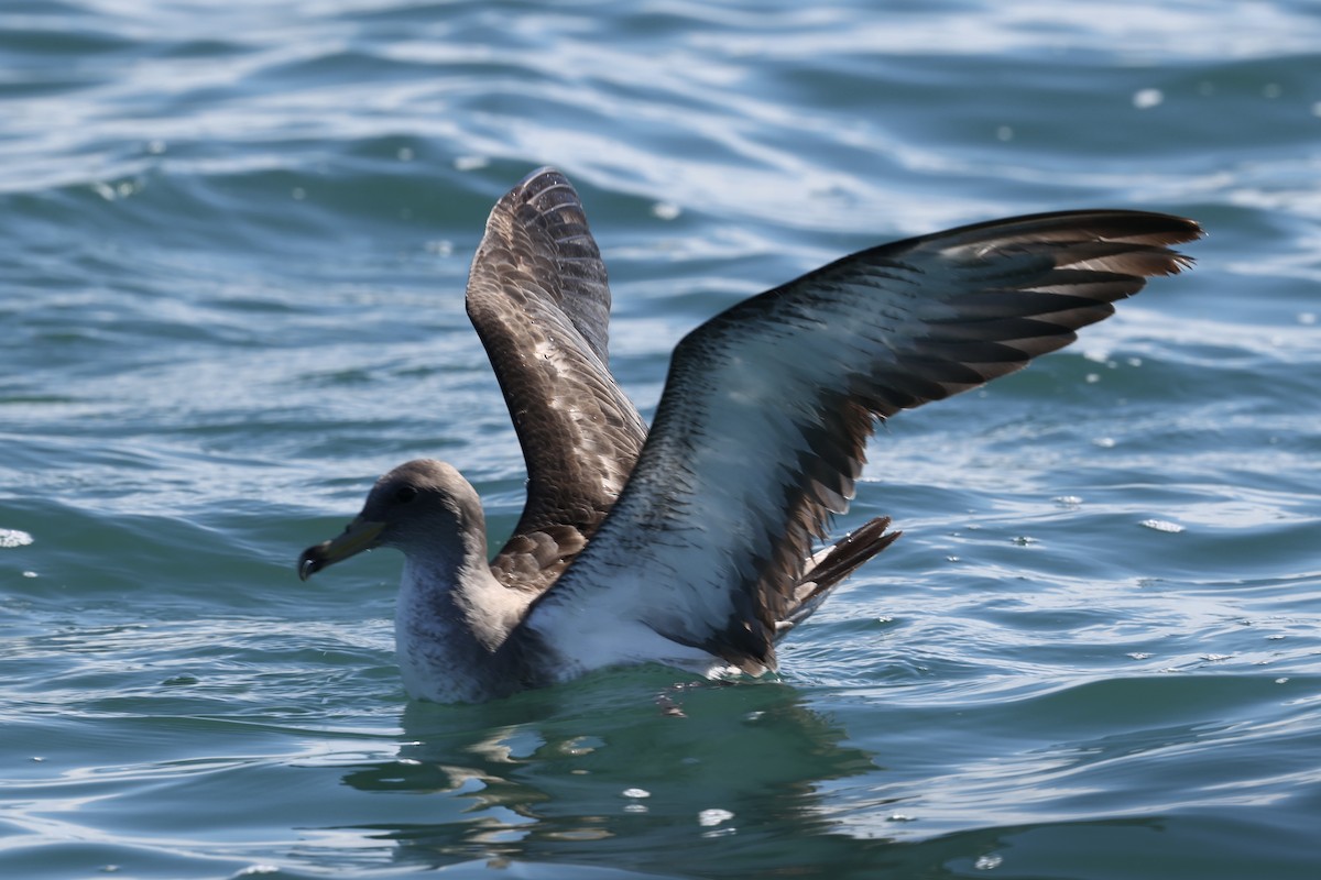 buřňák atlantský/šedý - ML644676958