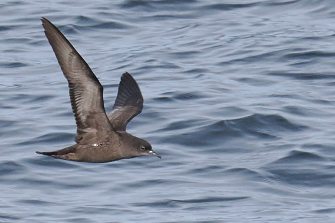 Short-tailed Shearwater - ML644676959
