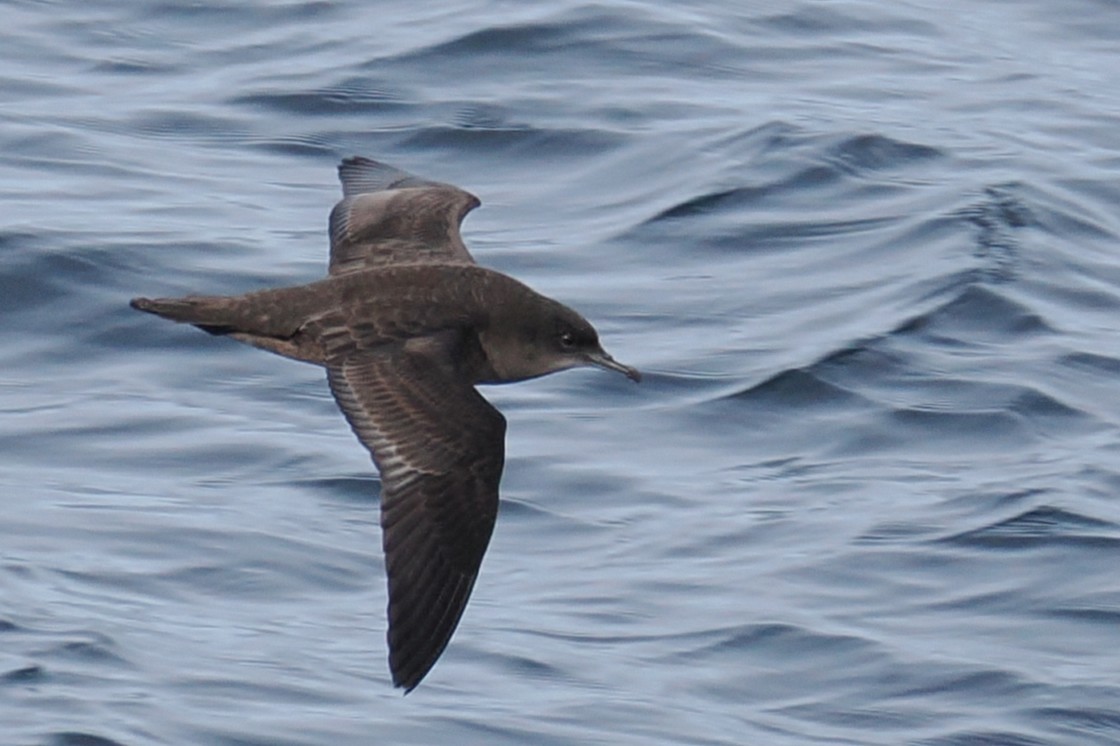 Short-tailed Shearwater - ML644676960