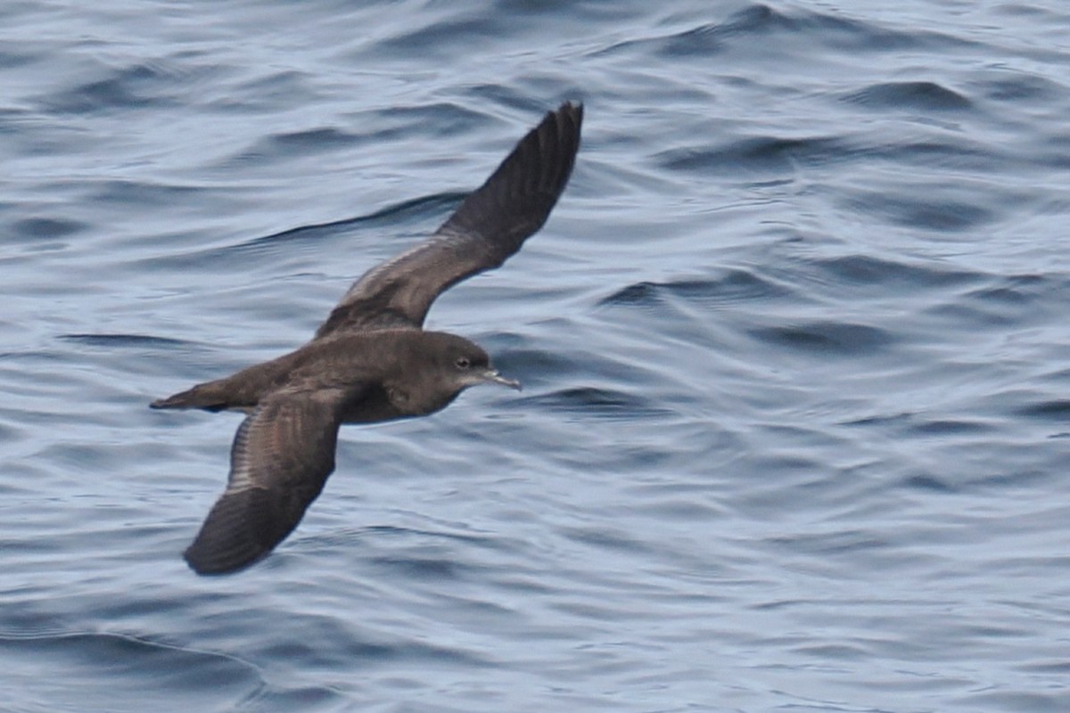 Short-tailed Shearwater - ML644676961