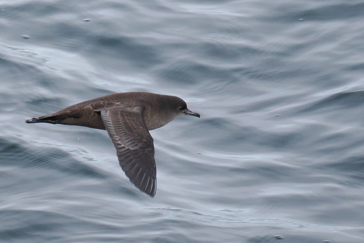 Short-tailed Shearwater - ML644676962