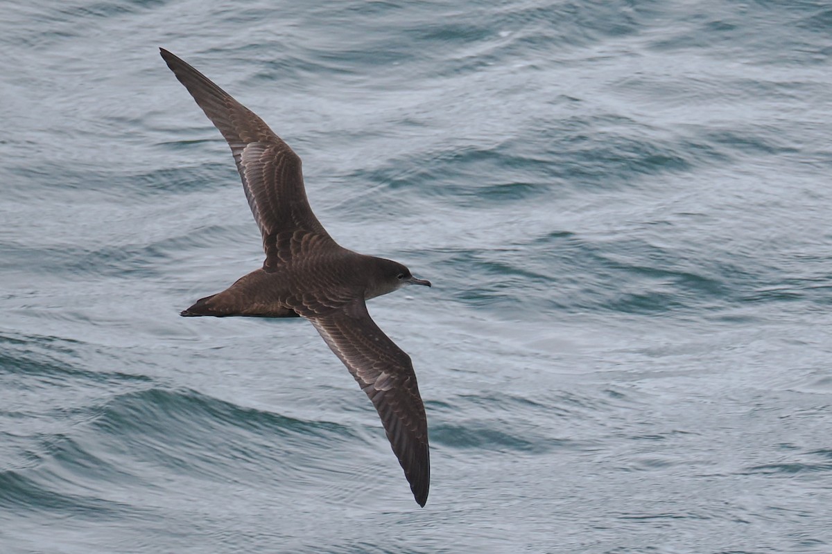 Short-tailed Shearwater - ML644676963