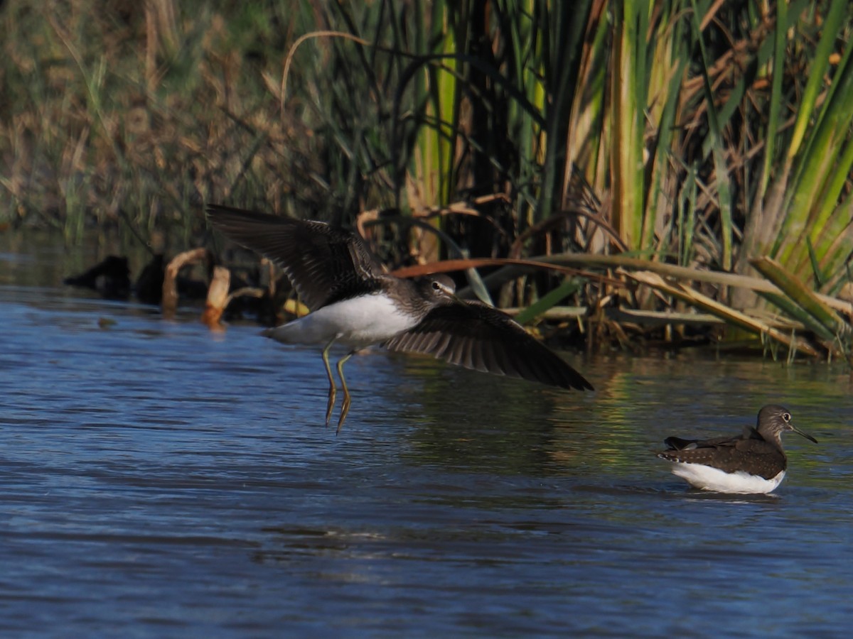 Green Sandpiper - ML644676964