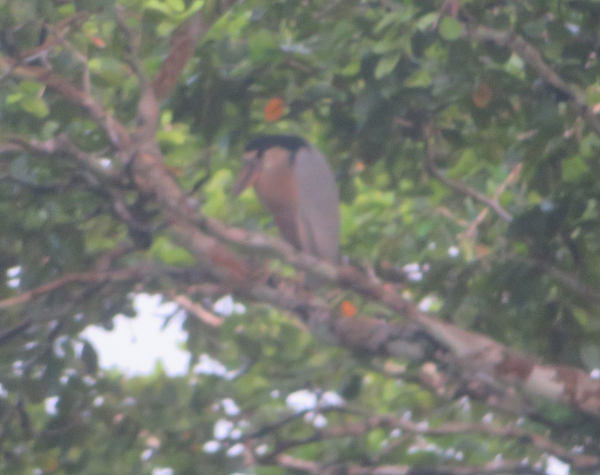 Boat-billed Heron - ML644676966