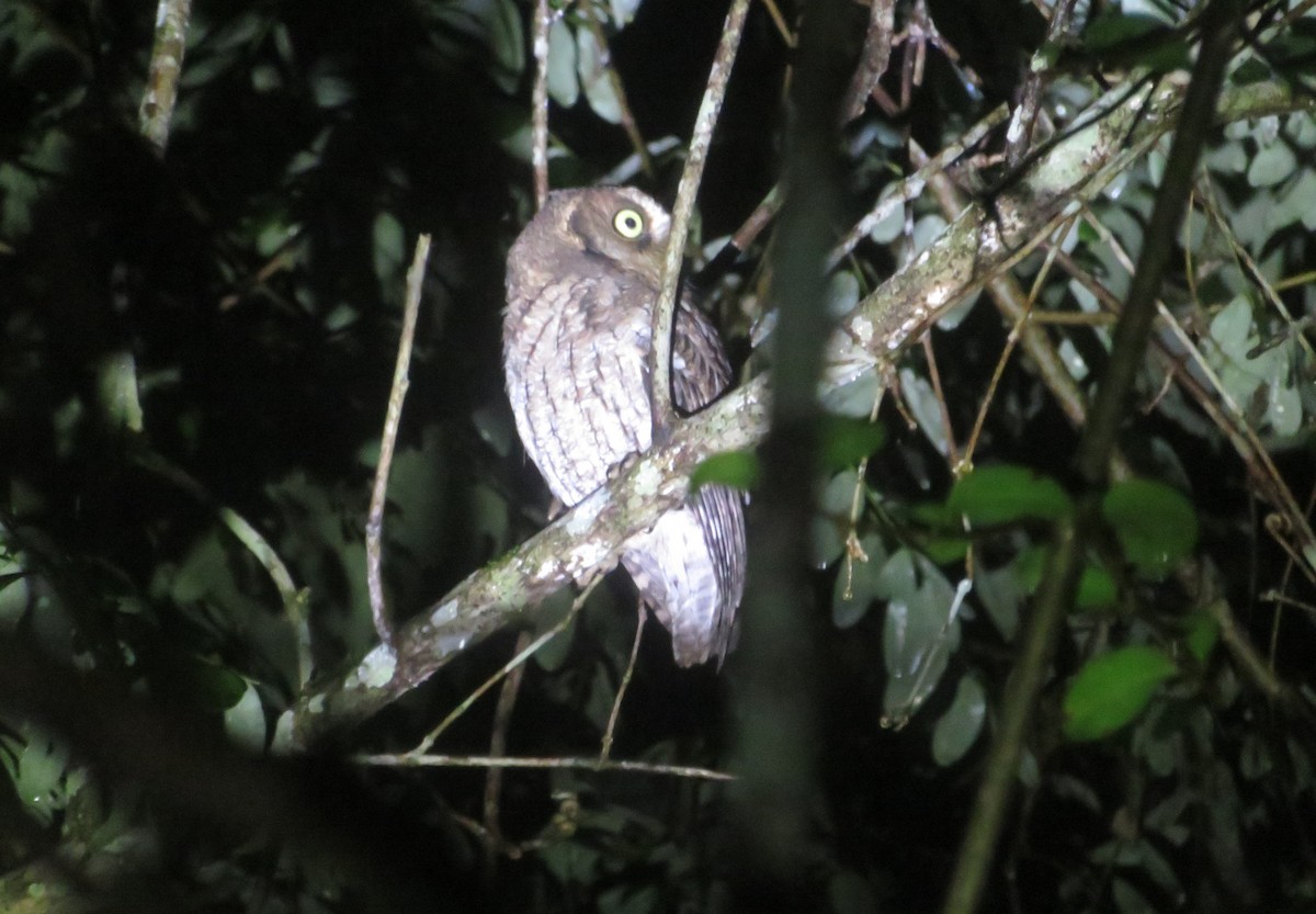 Middle American Screech-Owl - ML644676970