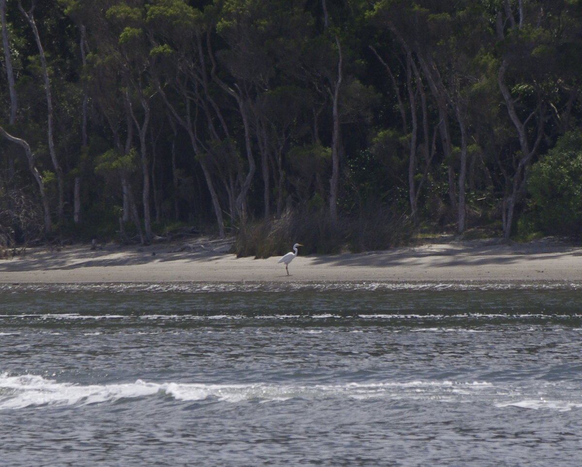 Silberreiher - ML644676980