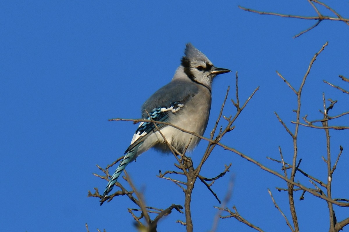 Blue Jay - ML644676983
