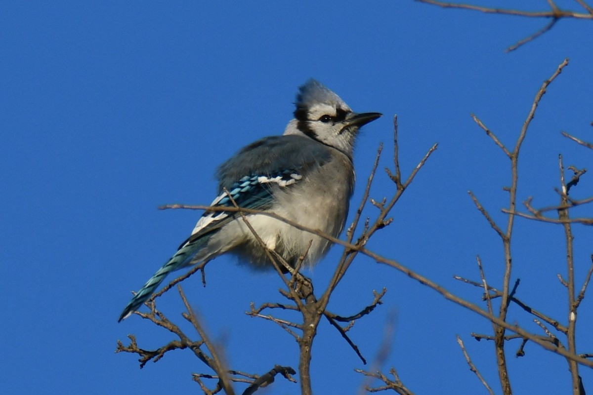 Blue Jay - ML644676984