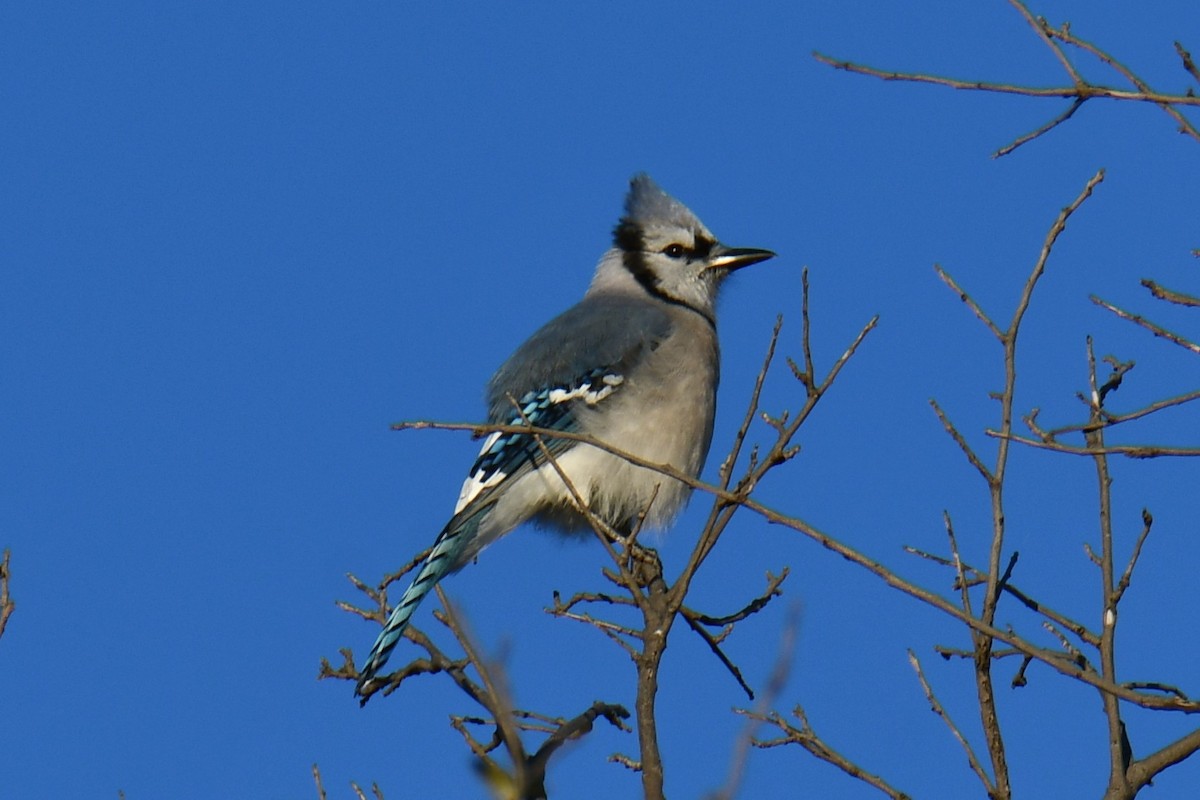 Blue Jay - ML644676985