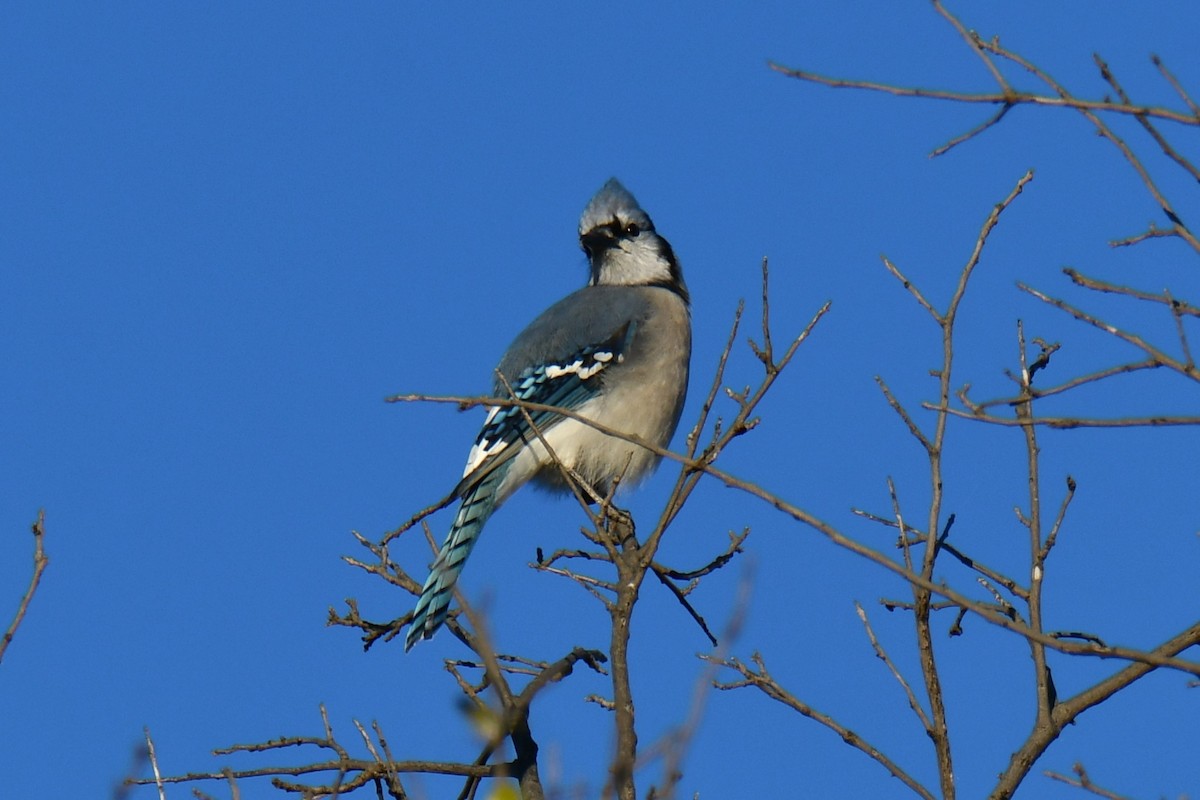 Blue Jay - ML644676986