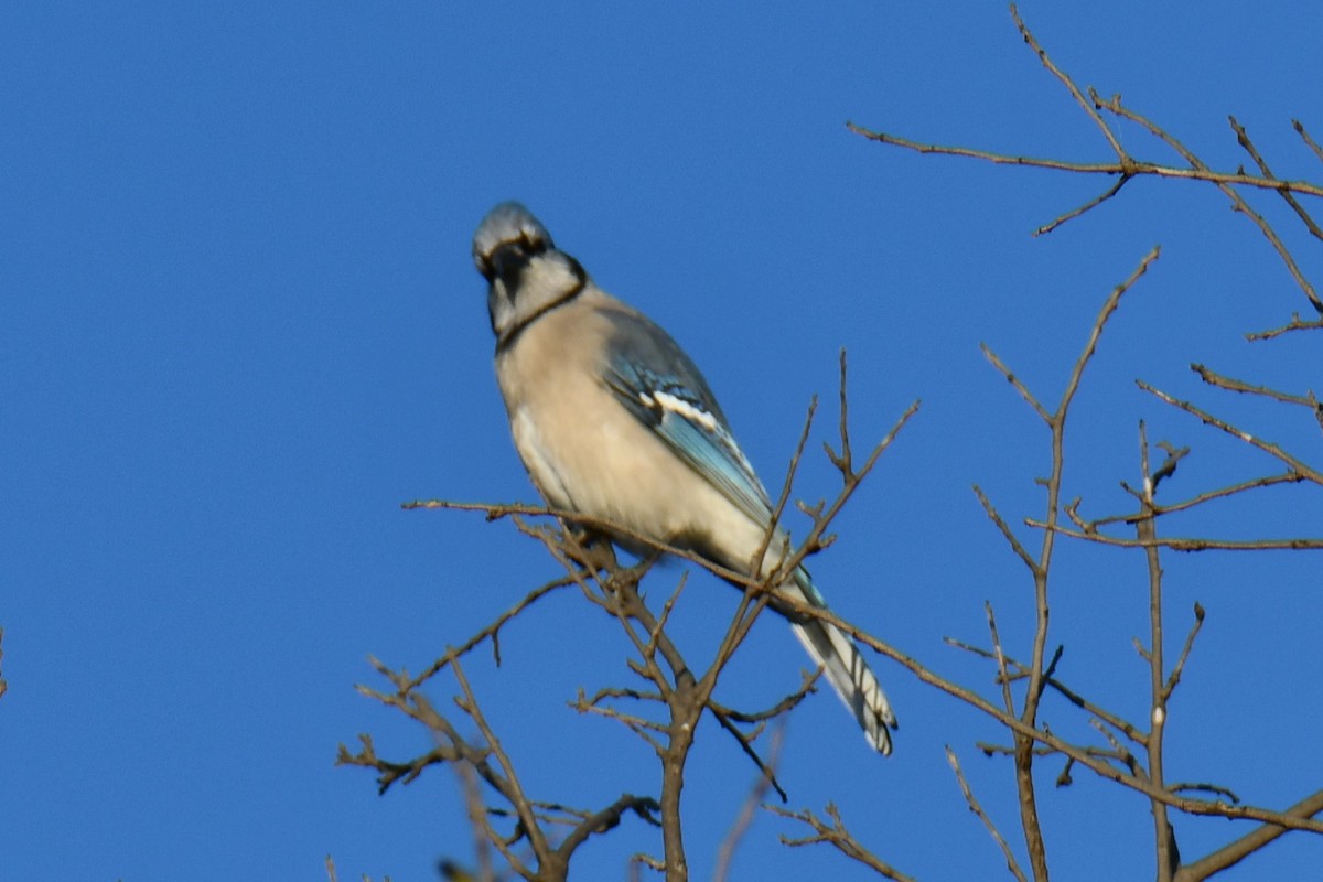 Blue Jay - ML644676987