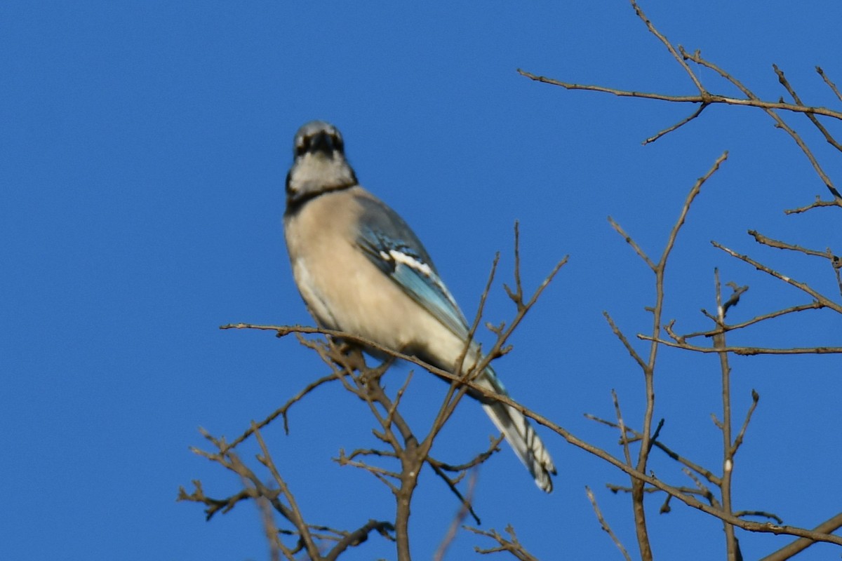 Blue Jay - ML644676988