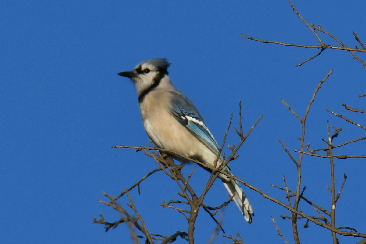 Blue Jay - ML644676989