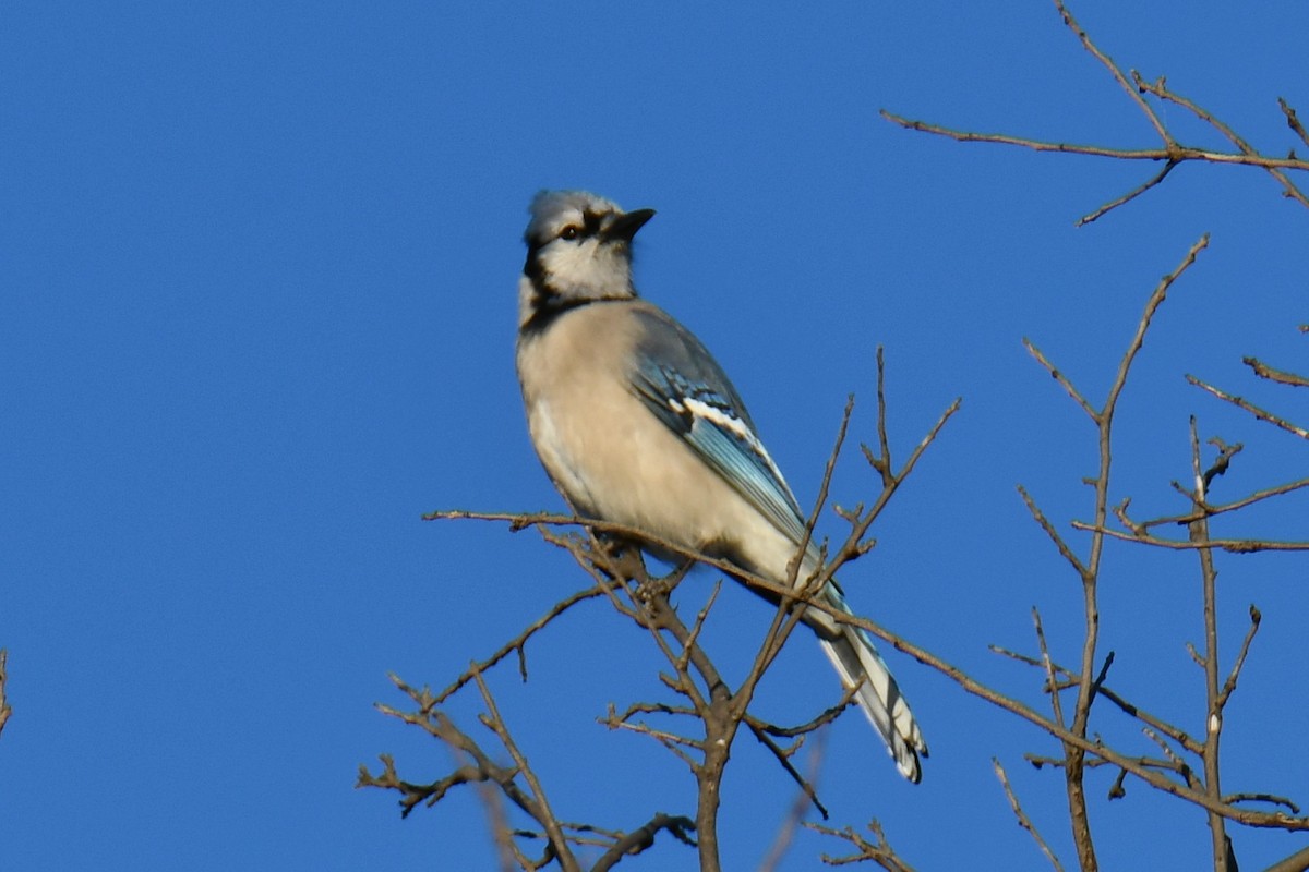 Blue Jay - ML644676990