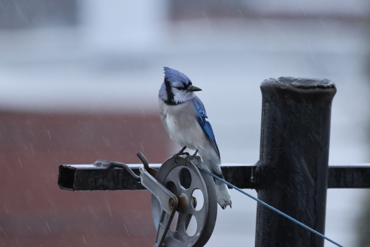 Blue Jay - ML644676994