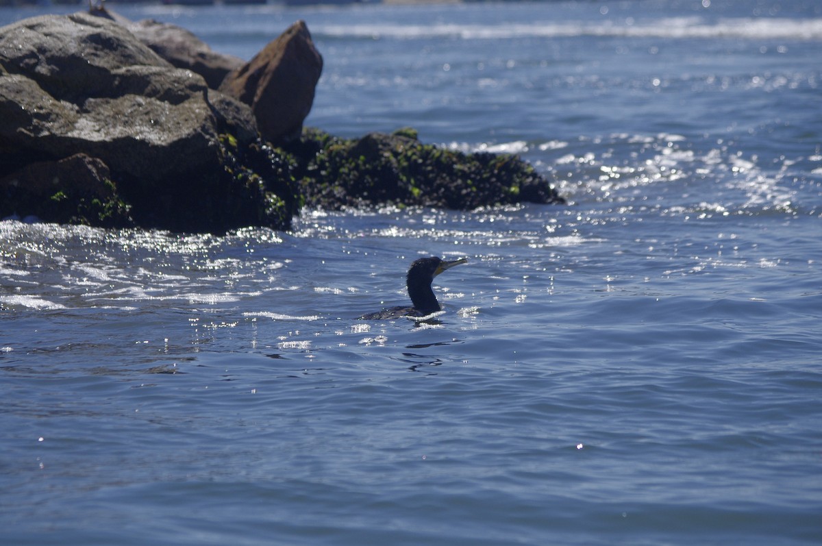 Большой баклан - ML644676995