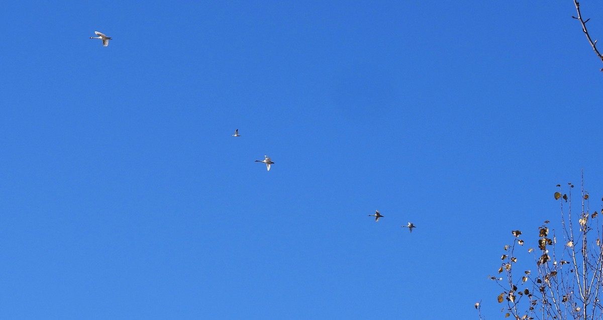 husa sněžní - ML644677005