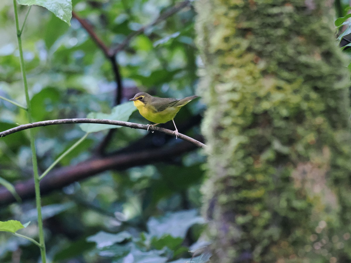 Kentucky Warbler - ML644677006