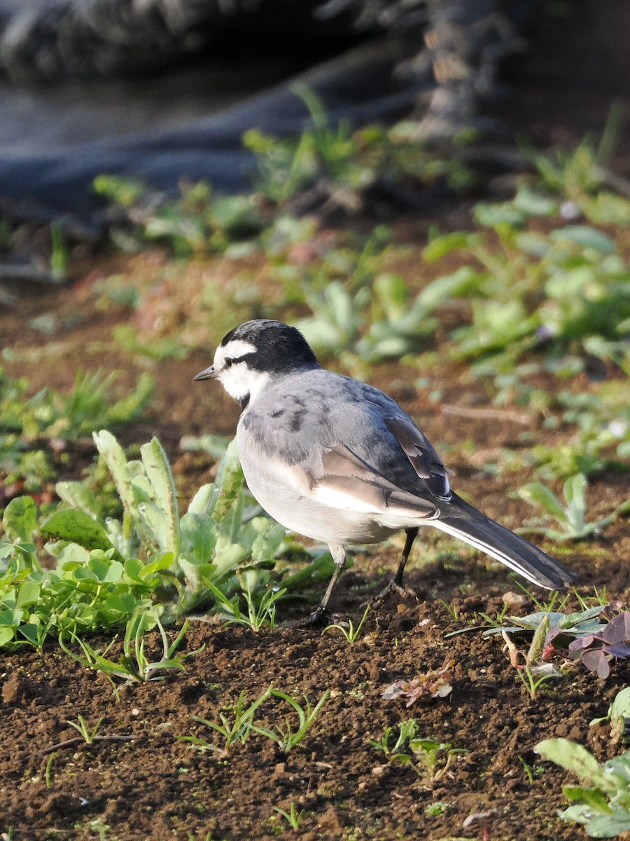 konipas bílý - ML644677013