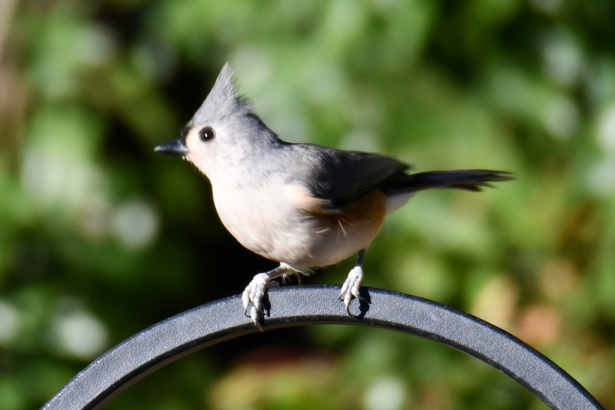 gråduskmeis - ML644677021