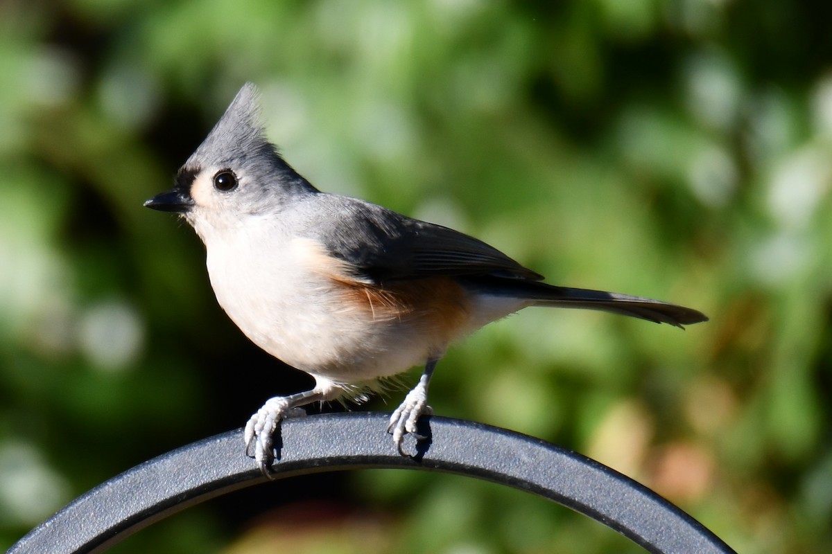 gråduskmeis - ML644677022