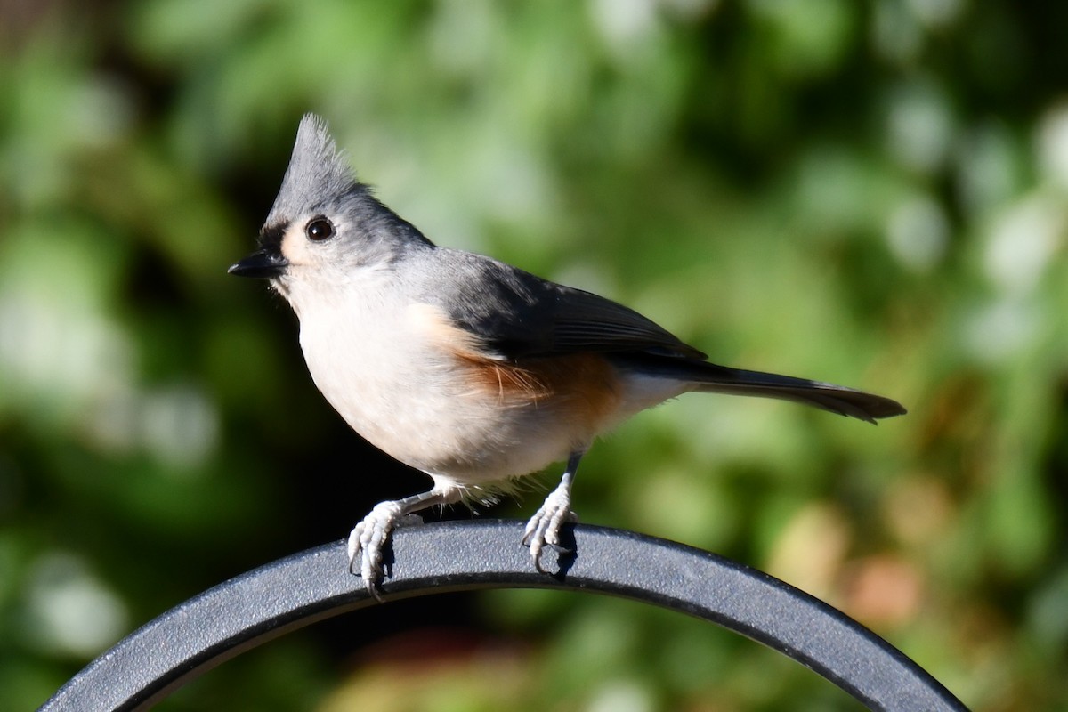 gråduskmeis - ML644677023