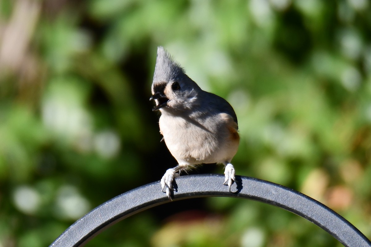 gråduskmeis - ML644677024