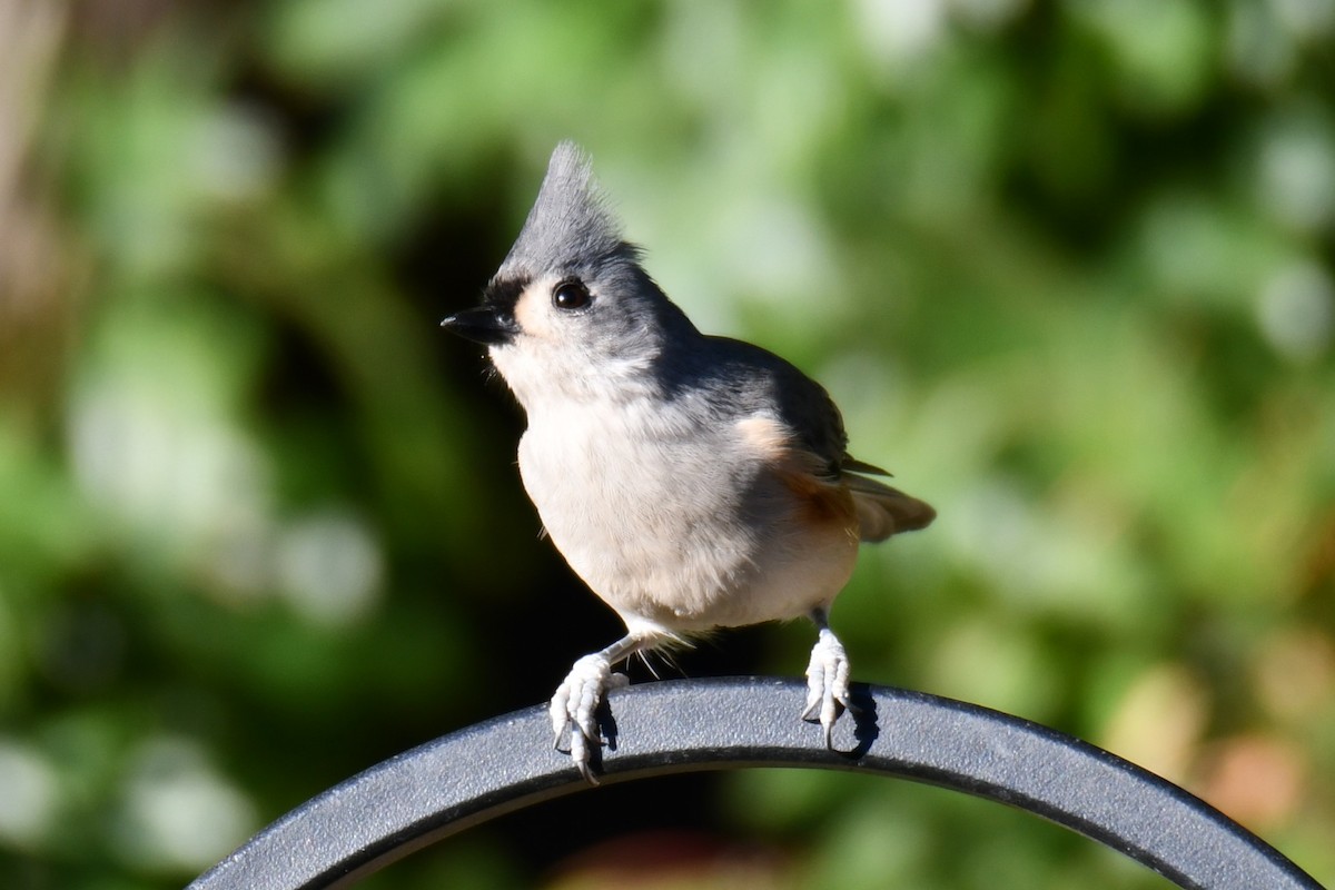 gråduskmeis - ML644677025