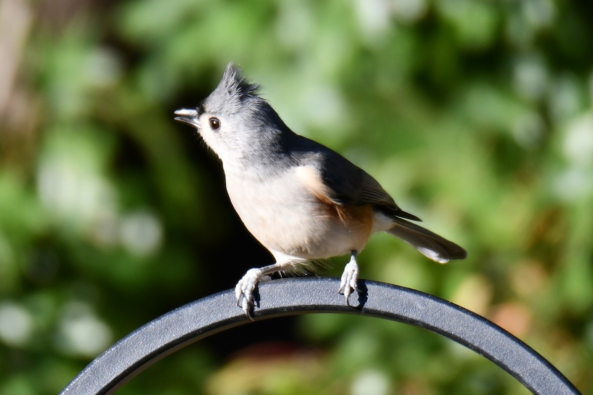 gråduskmeis - ML644677026