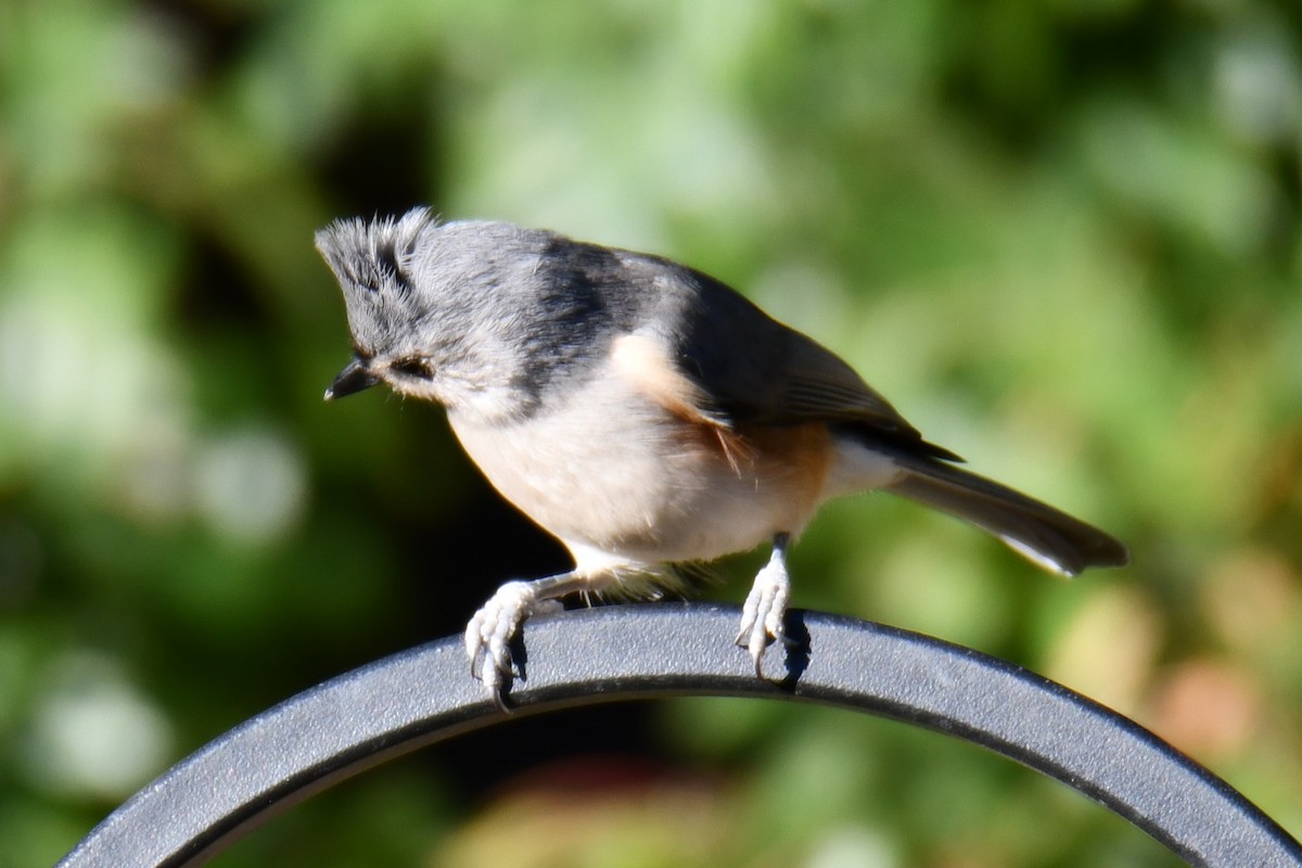 gråduskmeis - ML644677027