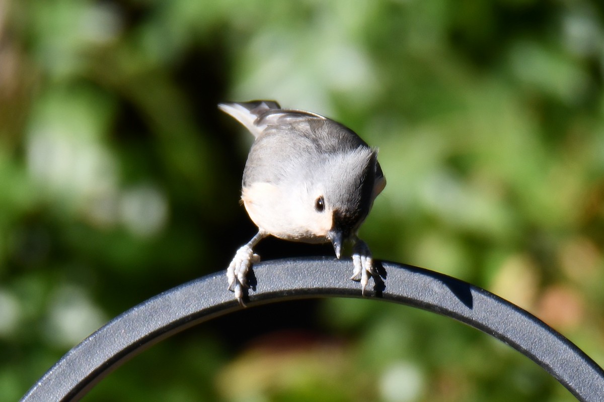 gråduskmeis - ML644677028