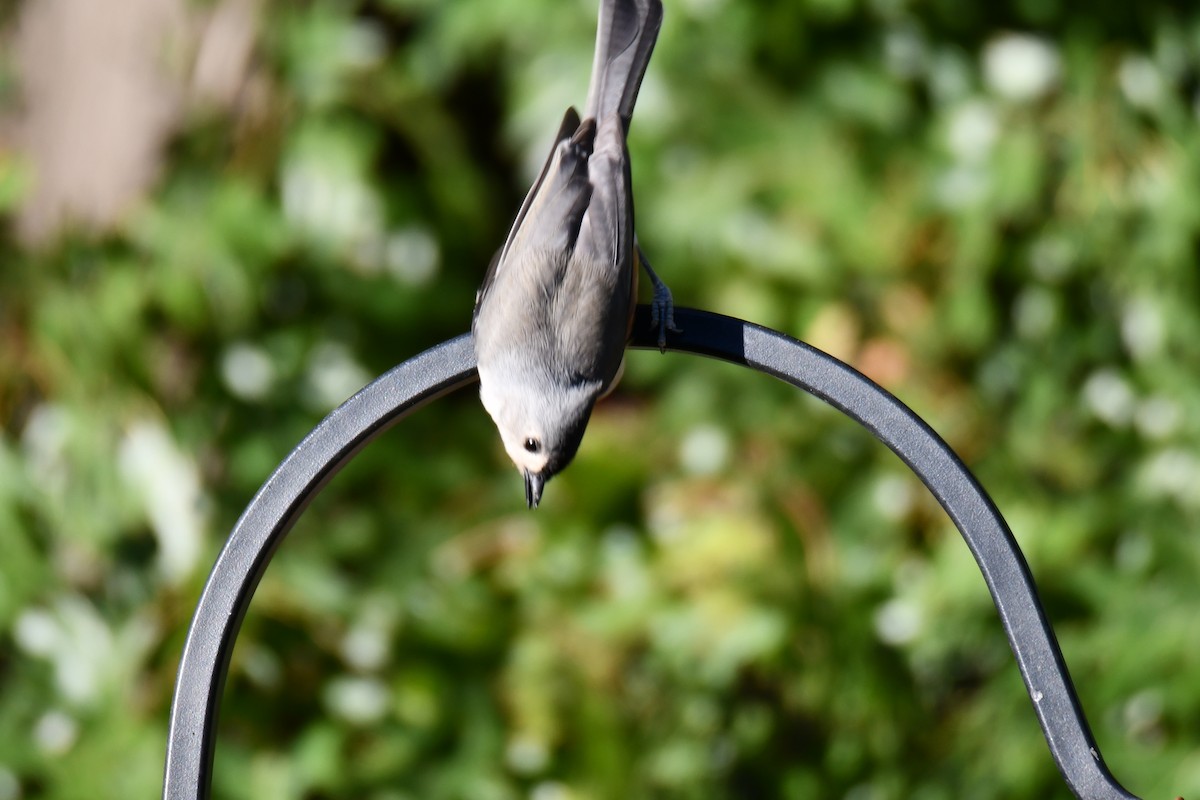 gråduskmeis - ML644677030