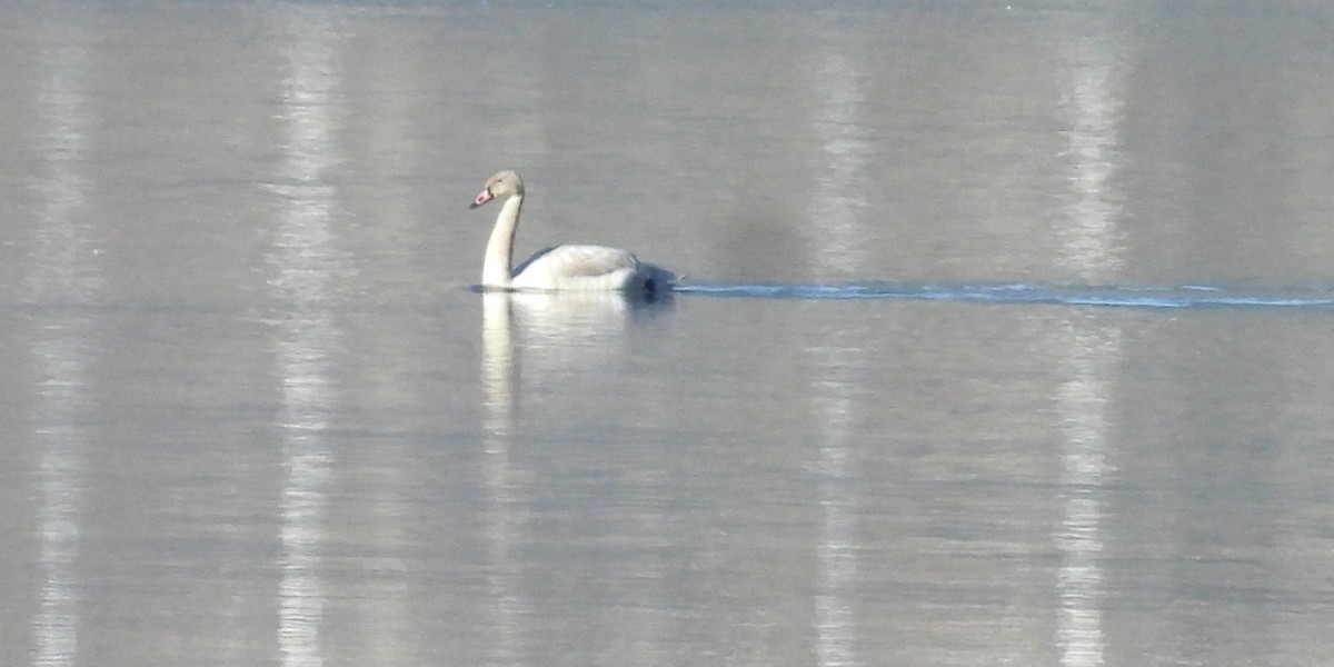 Американский лебедь - ML644677036